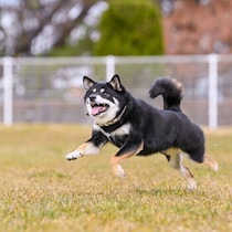 犬の骨が弱くなると大変！「犬の骨の大切な5つの役割と注意点」を獣医師が解説