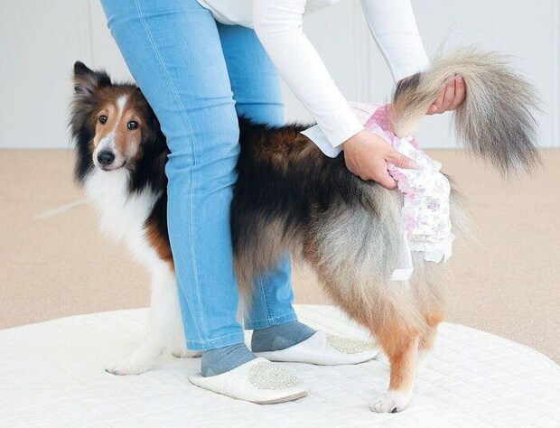 おむつを履く犬