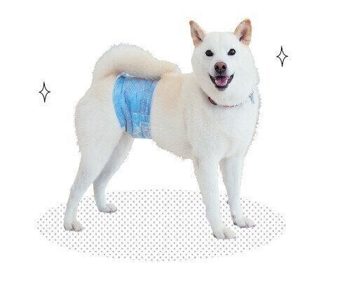 マナーベルトをつける犬