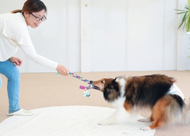 おもちゃを引っ張る犬