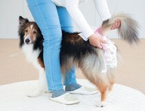 シニア期だけじゃない！レジャー施設で役立つ愛犬のおむつと慣れさせるポイント