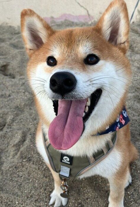 舌を出して飼い主を見る柴犬