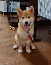 やんちゃで「何にでも興味を示していた」柴犬子犬→約3年後、大きく立派に成長し「いるだけで家族を笑顔にしてくれる存在」に！