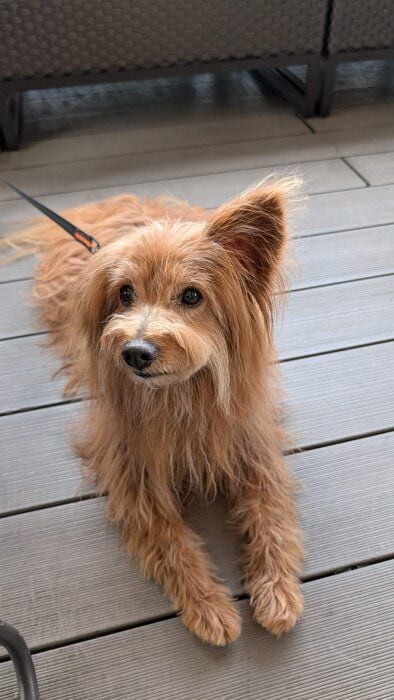 伏せしている犬