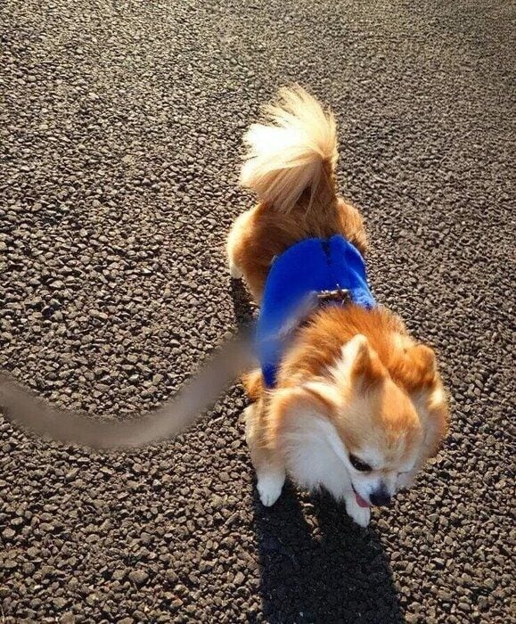 ペルシャさんの写真