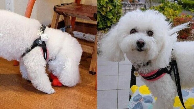 ふーみーさんの写真