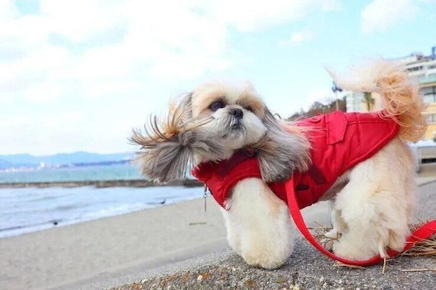 レモネさんの写真