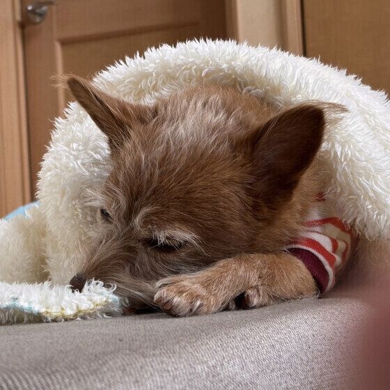 眠る小型Mix犬