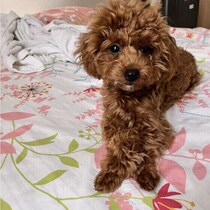 愛犬の“いいオシッコ”をつくるためのポイントと健康管理法とは