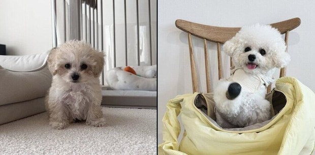 獅子丸くんの成長ビフォーアフター