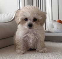 毛が“パヤパヤ”でぬいぐるみのようだった子犬→2年後には純白に！　「可愛さはそのまま」な成長姿にほっこり
