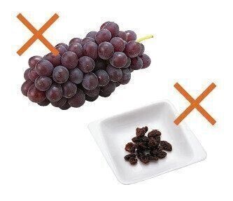 ぶどうとレーズン