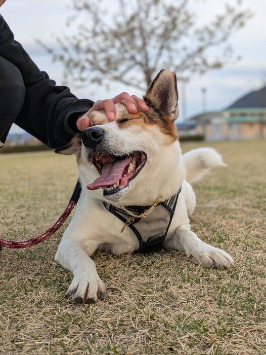 なでられてうれしそうなココちゃん　かわいすぎる
