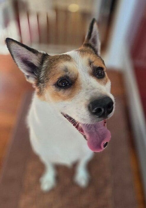 お風呂は大の苦手だというココちゃんですが、ごほうびのおやつとほめ言葉で、このようにニコニコ“笑顔”になるのだとか