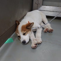 「このコは大きくなるよ」山で保護された子犬を迎えて5年　22kgまで成長した現在は“抜群の癒やし効果”で家族を幸せにする存在に