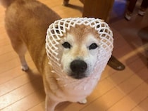 柴犬マロたん、13歳の壁を越えて。「何も書くことがない日常」のありがたさを知った年の瀬。