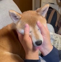 「おやすみ前のマッサージ」を受ける柴犬のうっとり姿がかわいい！どんな気持ち？獣医師に聞いた