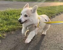 家族とのお散歩を楽しむ15才のシニアコーギー　テンションが上がり、ポテポテと一生懸命走る♡