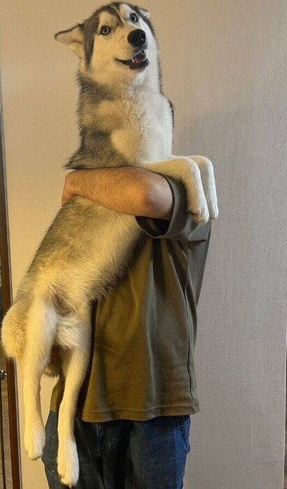 生後7カ月のシベリアン・ハスキー