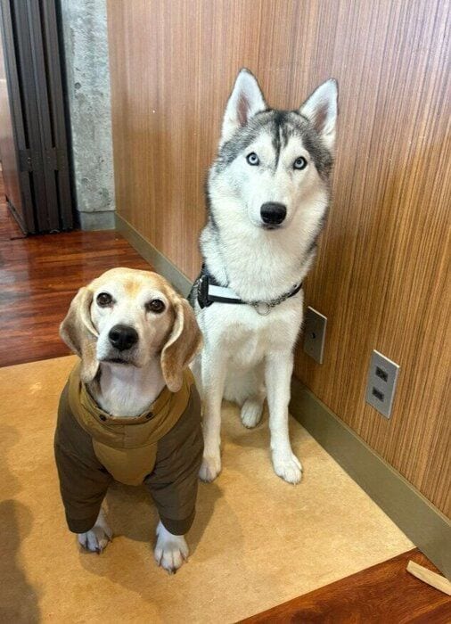 シベリアン・ハスキーとビーグル