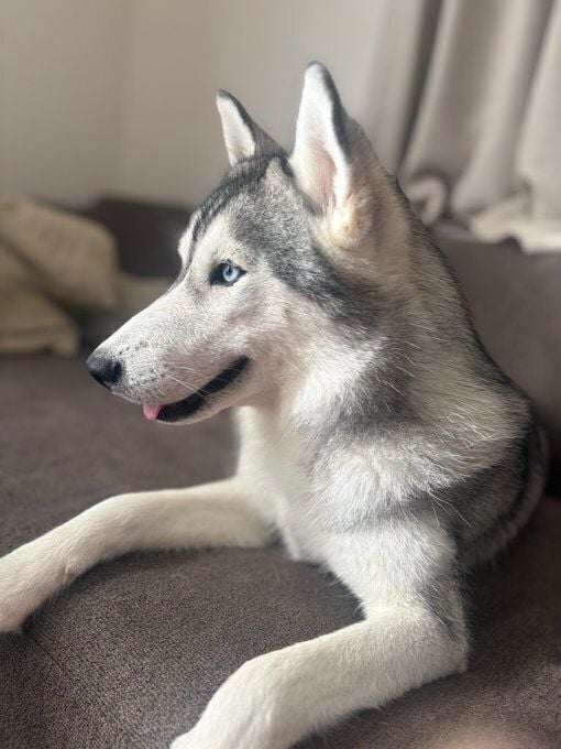 横顔を見せてくつろぐシベリアン・ハスキー