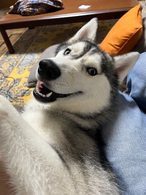 飼い主を見上げるシベリアン・ハスキー