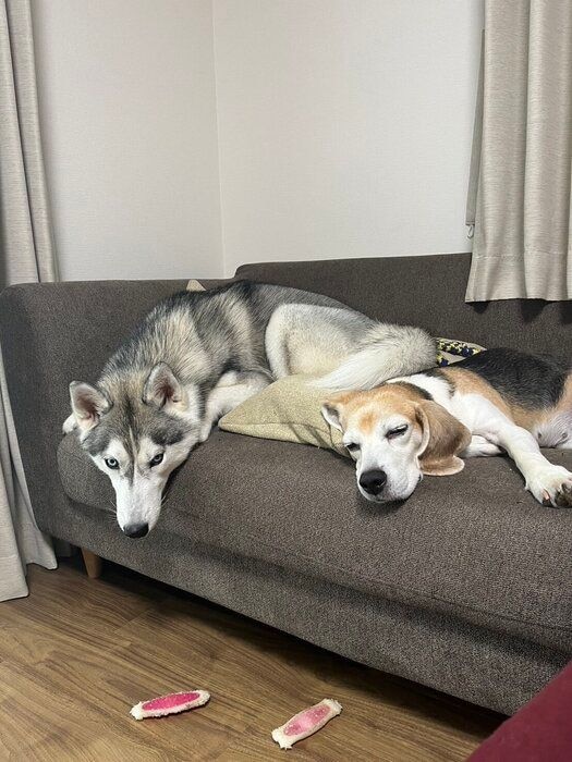 シベリアン・ハスキーとビーグル