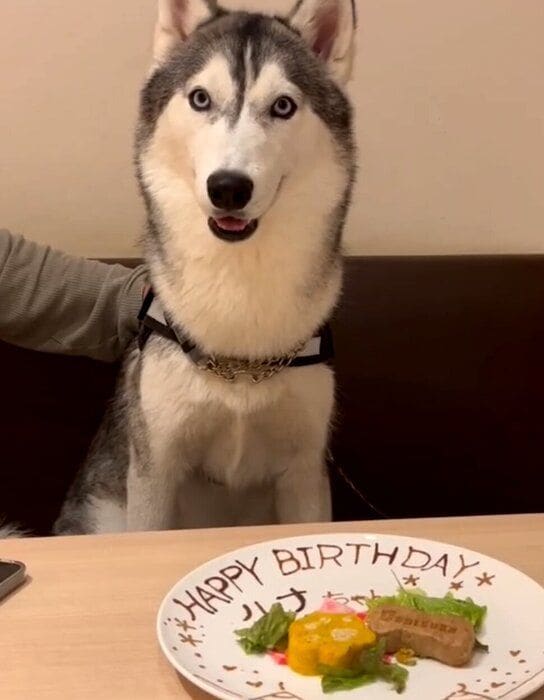 誕生日をお祝いされるシベリアン・ハスキー