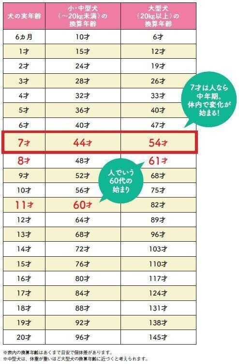 犬の年齢を人の年齢に換算すると？