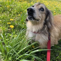 犬は「7才からシニア」といわれているけれど実際は？“今どき”の犬のシニア事情