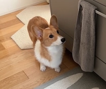 きゅうりの音につられてキッチンに来たコーギー　少しずつ前進して「今か今か」と待つ