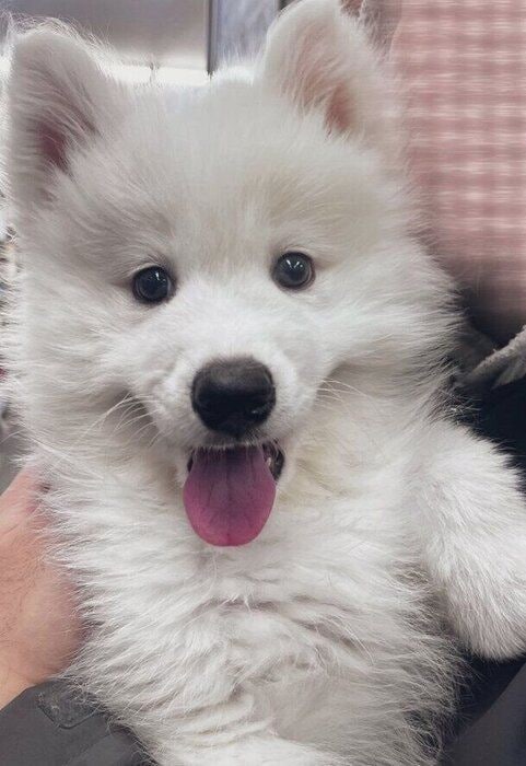 生後3カ月のサモエドの子犬