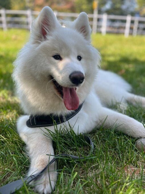 散歩中のサモエド