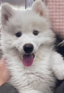 フレンドリーな性格のサモエド子犬→「こんなに変わるんだ！」と驚くほど成長した“猿期”を経て、1才になった現在は「宝物のような存在」に