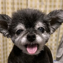 シニア犬が冬に気をつけたい病気は？ 高齢犬の健康管理で気を付けること