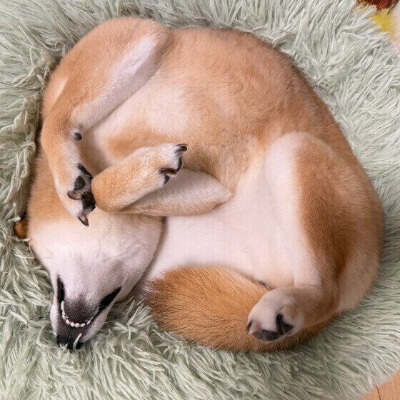 へそ天で丸くなる柴犬