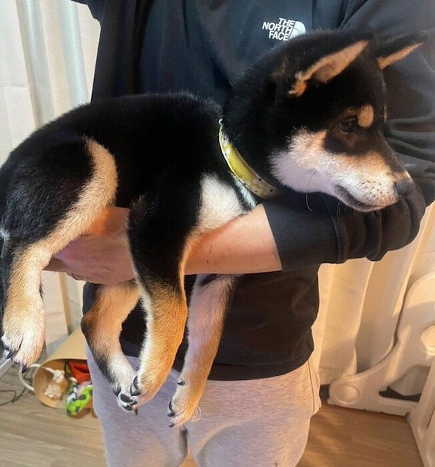 生後4カ月になったむくげちゃん