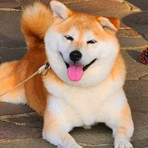 犬のうんちチェックで健康管理！ 色や形など犬の便を観察するポイントを解説