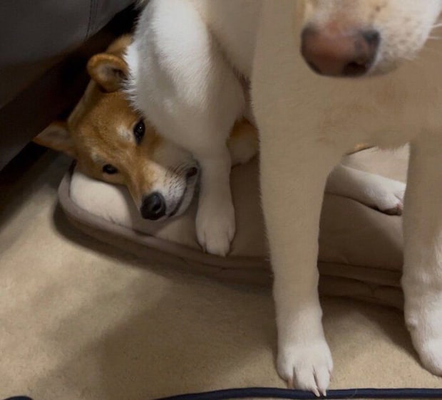 ぽん太くんの顔の上に座るうに太くん