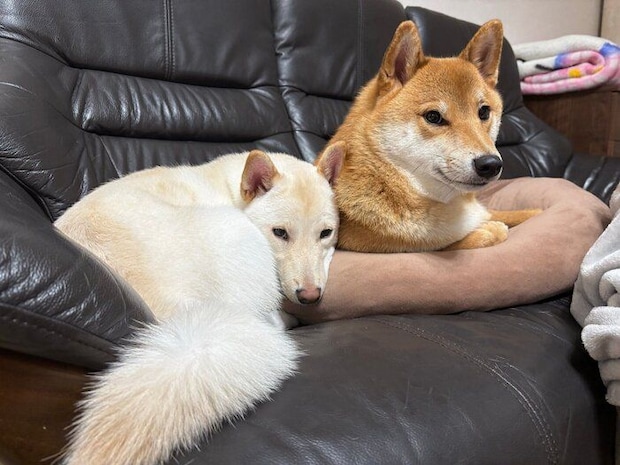 くっつくぽん太くん、うに太くん。