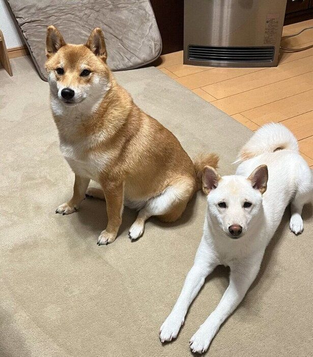 暖かい場所を知っているぽん太くん、うに太くん