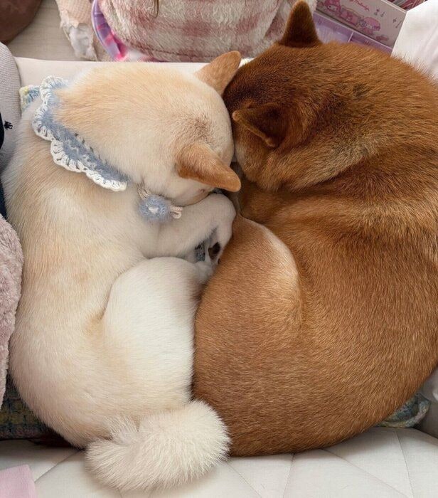 くっついて眠るぽん太くん、うに太くん