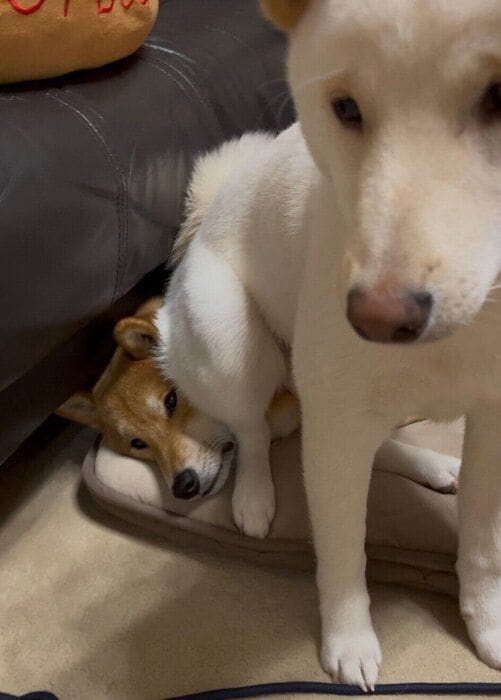 ぽん太くんの顔の上に座るうに太くん