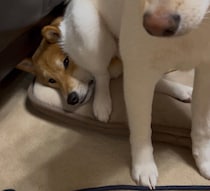 兄柴の顔に“どっかり”座るわんぱく弟柴にびっくり！　されるがままの優しい兄との関係性が尊すぎる