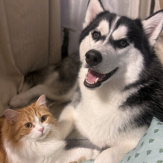 仲よく寄り添うシベリアン・ハスキーと猫