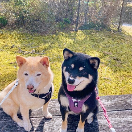 仲よく寄り添う2匹の柴犬