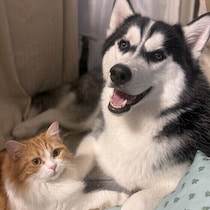 犬がほかの動物にやさしい理由　犬の愛情深さと仲間意識の背景