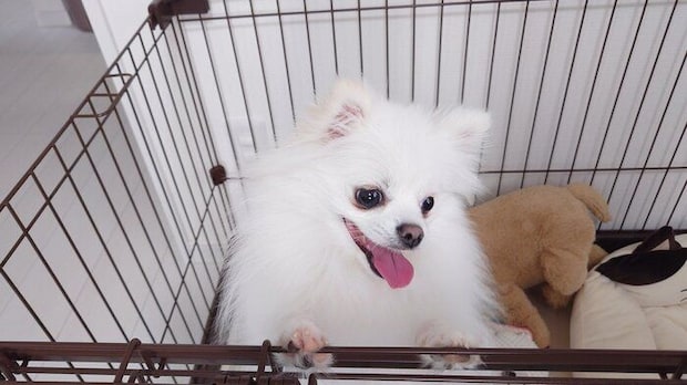 エアコン業者のお兄さんに愛想を振りまくおこめちゃん