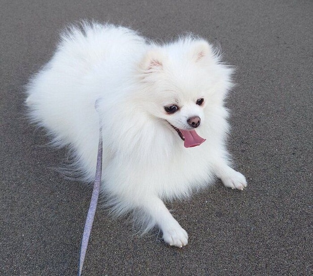 散歩中のおこめちゃん