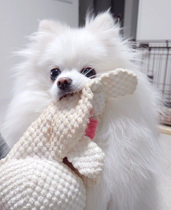 遊んでほしいおこめちゃん